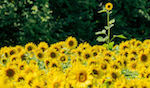 Lone sunflower